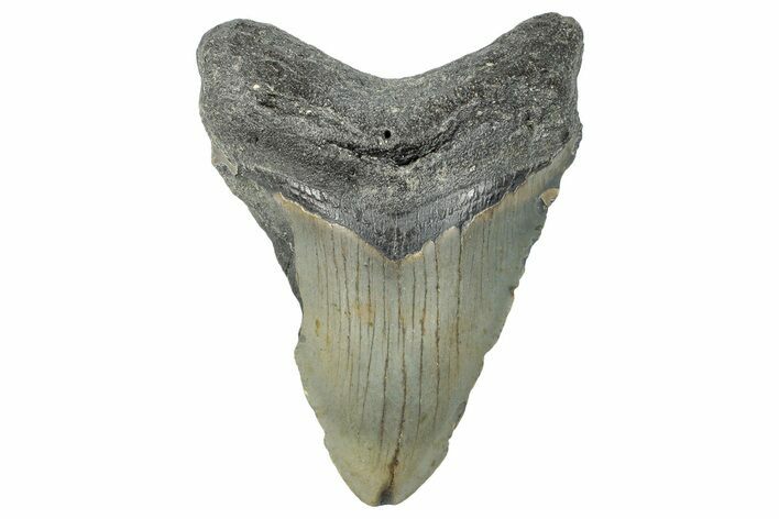 Fossil Megalodon Tooth - North Carolina #295316